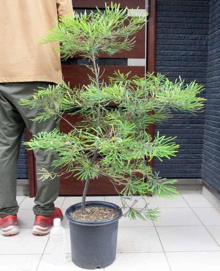 元の価格大株　バンクシア・スピヌノーサ・ヘアピン（ヘアピンバンクシア）banksia spinulosa hairpin　10号　Aせ 植木、庭木