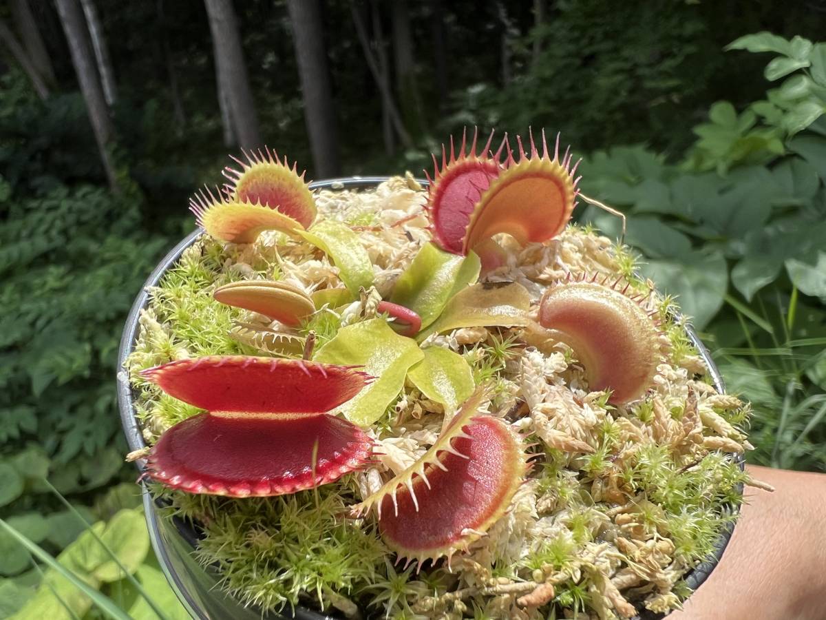 Dionaea muscipula ”Mr Black” MC ・食虫植物・ハエトリソウ・観葉植物・山野草・熱帯植物・パルダリウム - 鉢植え