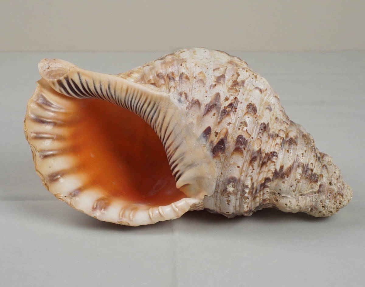法螺貝の貝殻 天然のホラ貝 宮古島産のほら貝 未加工品 - 置物