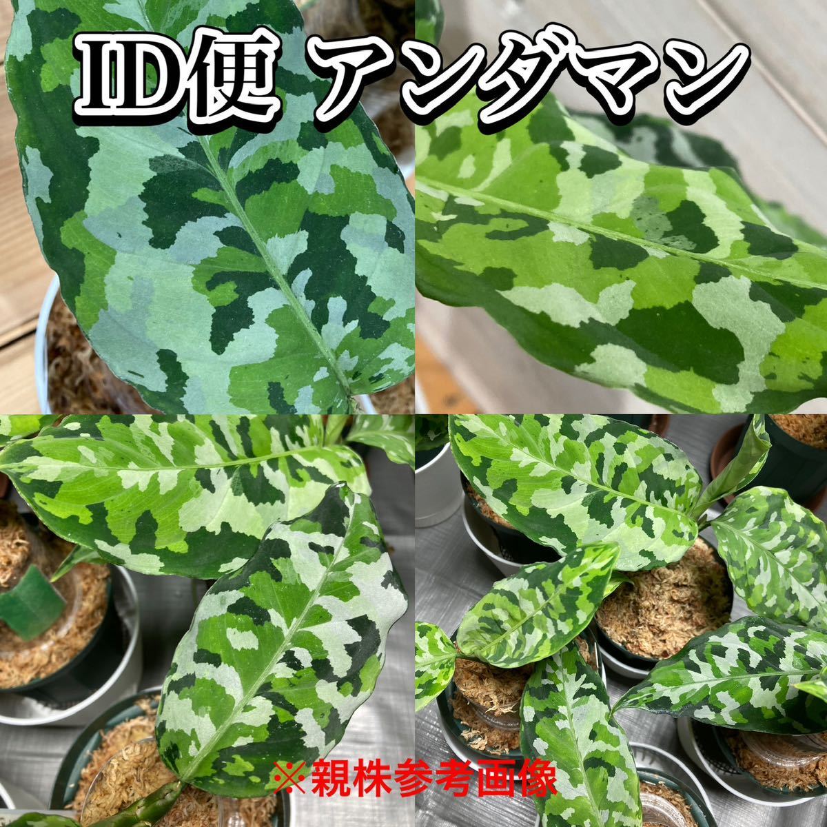 アグラオネマ aglaonema