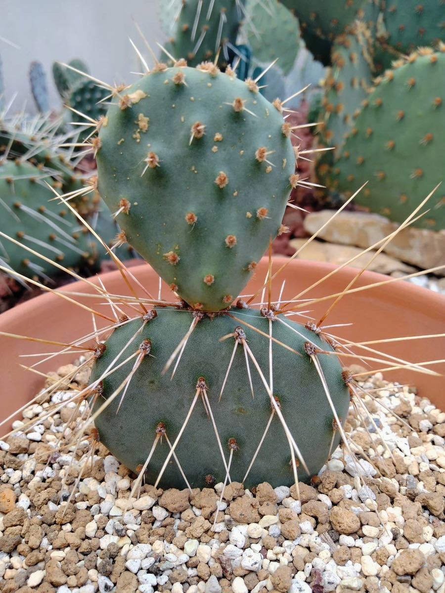 opuntia