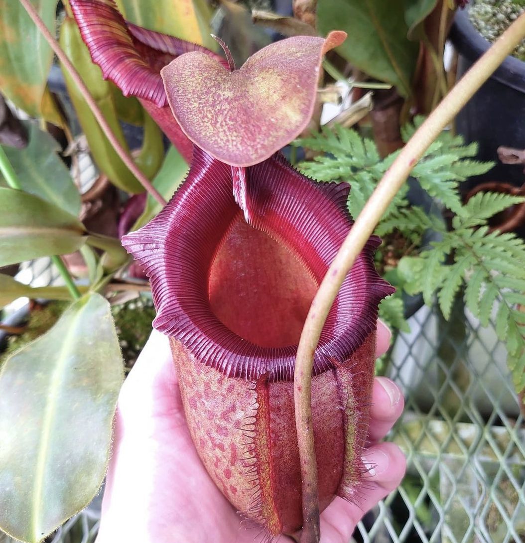 nepenthes 食虫植物