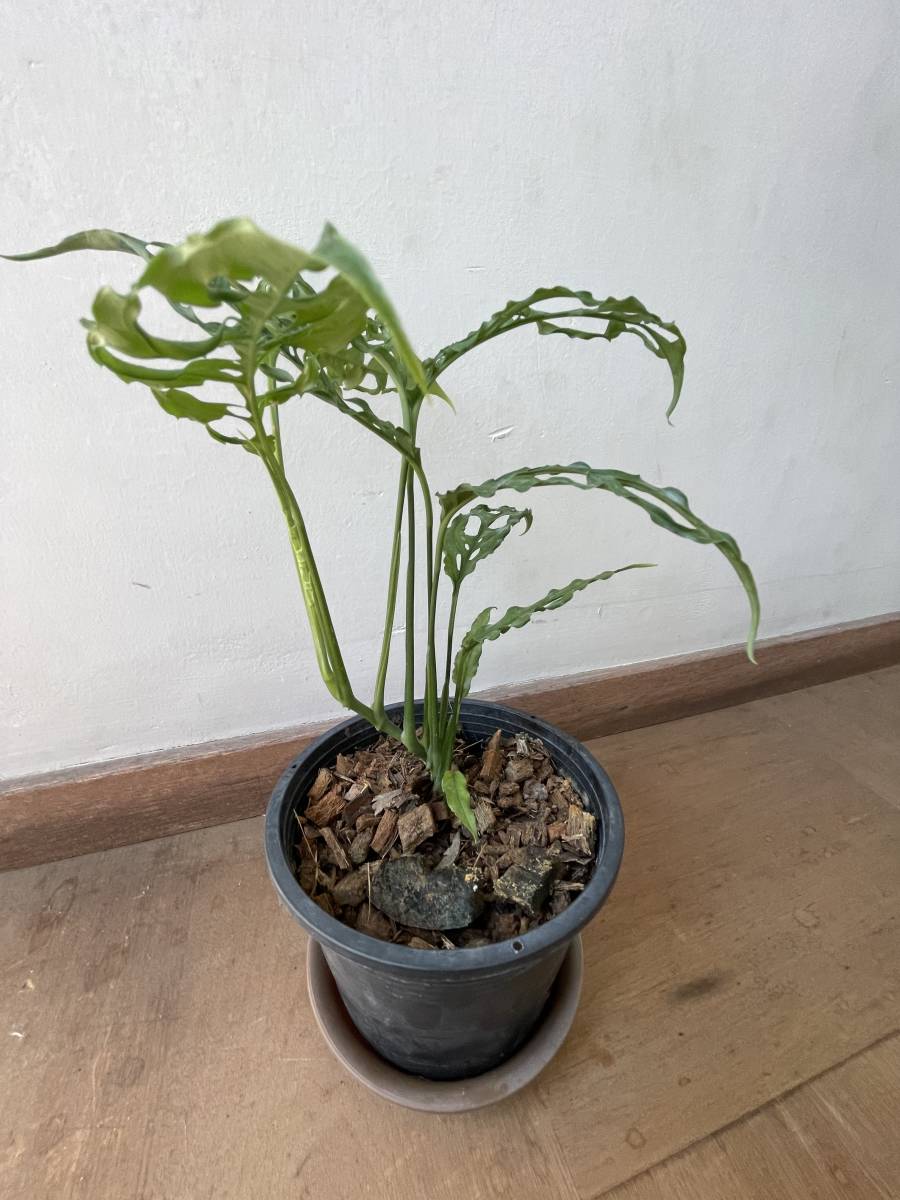 モンステラ オブリクア ペルー Monstera Obliqua peru 3-