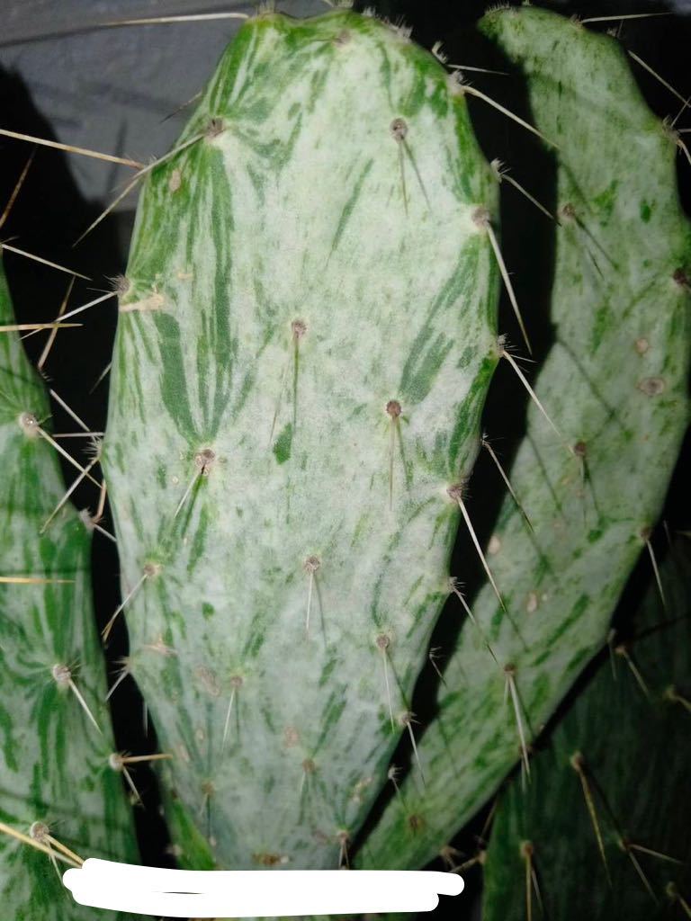 opuntia