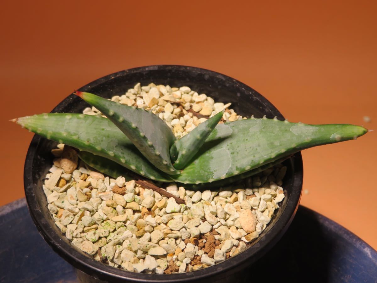 Aloe pillansii アロエ ピランシー - 観葉植物