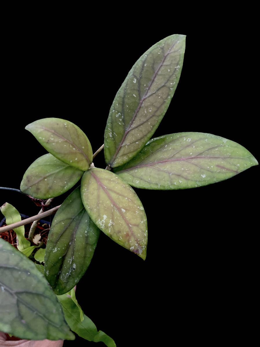 Hoya sp. Timika, Central Papua 強い芳香の小型ホヤ 1 - 観葉植物