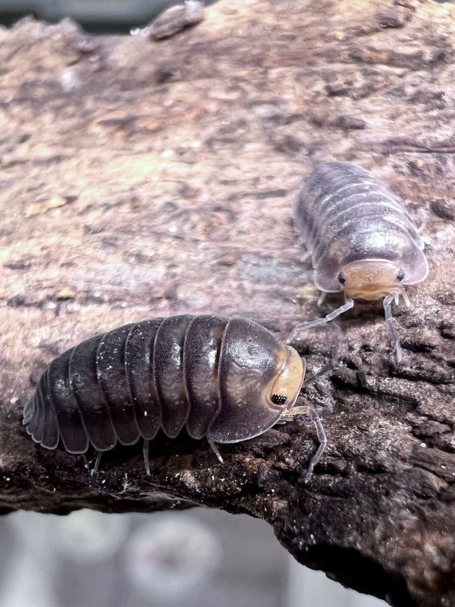 Pseudarmadillo spinosus スピノサス ダンゴムシ ７匹 - 虫類