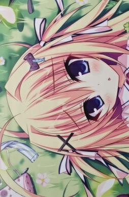 白もち桜 メロン 白もち桜掛軸掛け軸メロンブックス