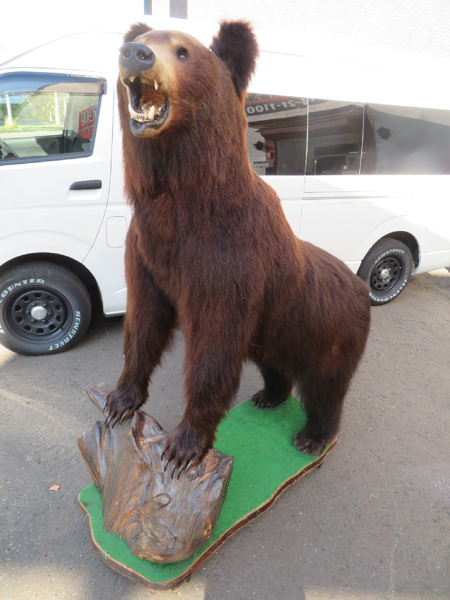 本物 購入 ヒグマの足 ペン立て 熊の手 ひぐま 剥製 羆 北海道 熊爪