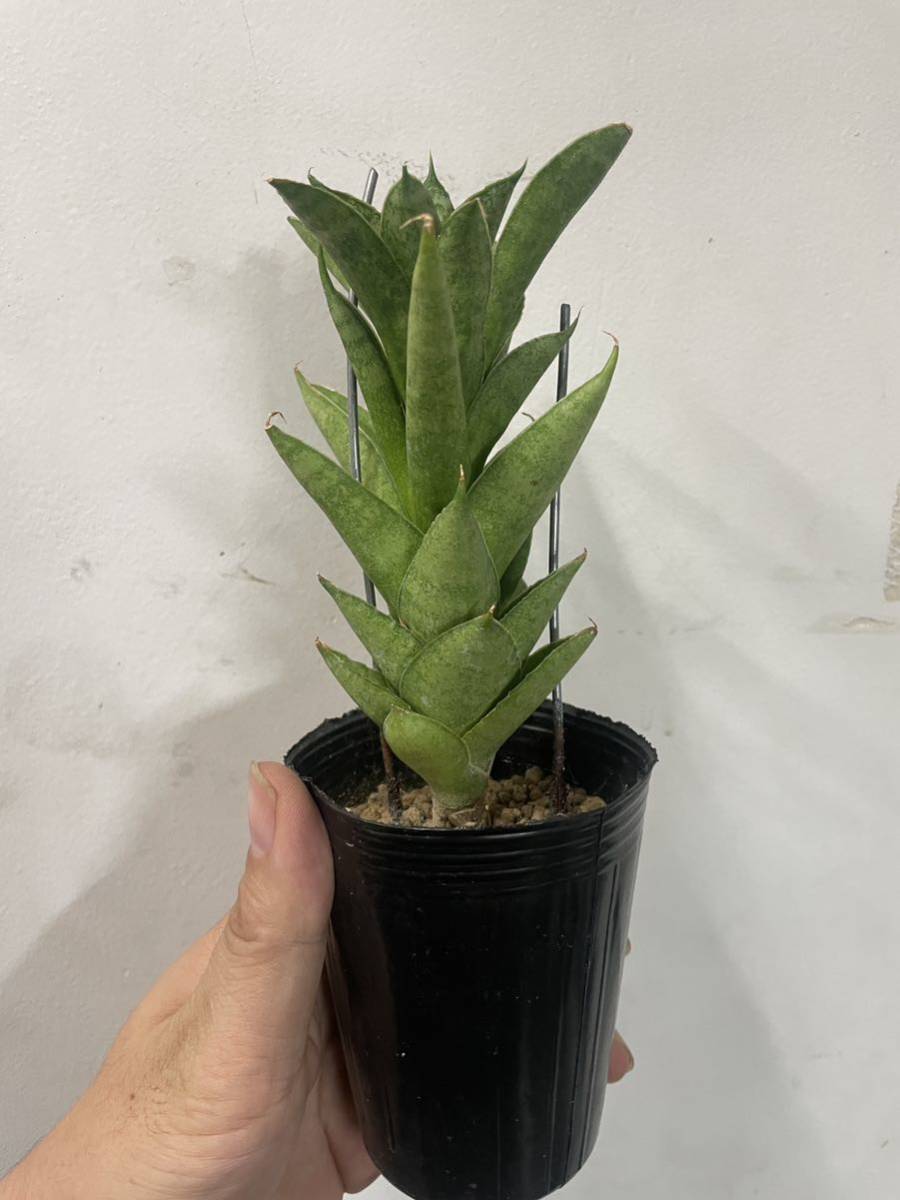 新製品情報も満載 サンスベリア パゴダ 1 Sansevieria Pagoda hyb