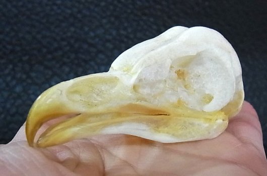 アフリカ便！メンフクロウ 頭骨