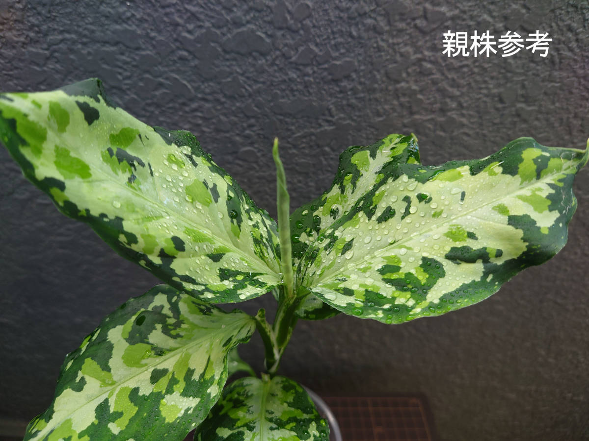 待望☆】 Aglaonema pictum “NIRVASH” AZ便Pulau Nias - 観葉植物