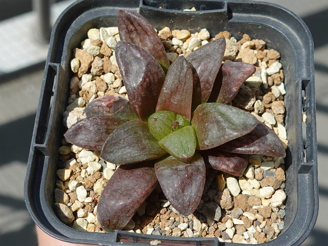 haworthia ハオルチア ハオルシア) IB