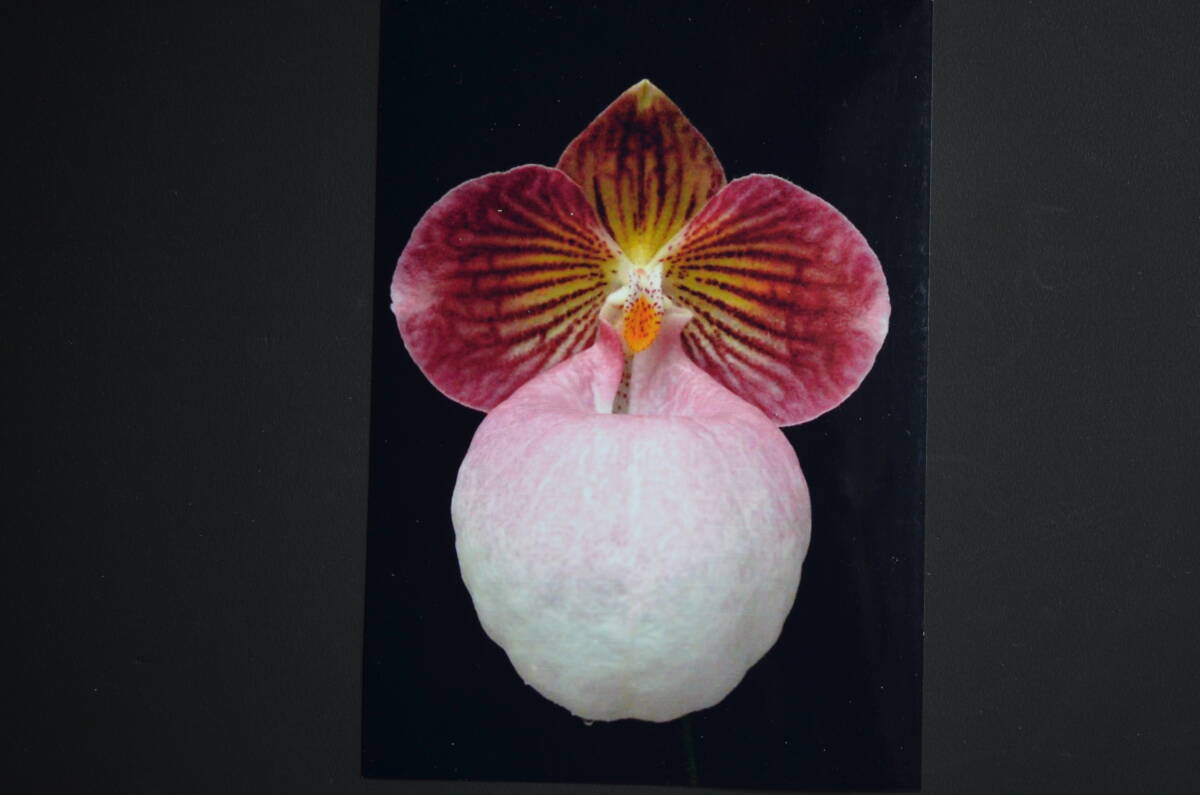 Paph.