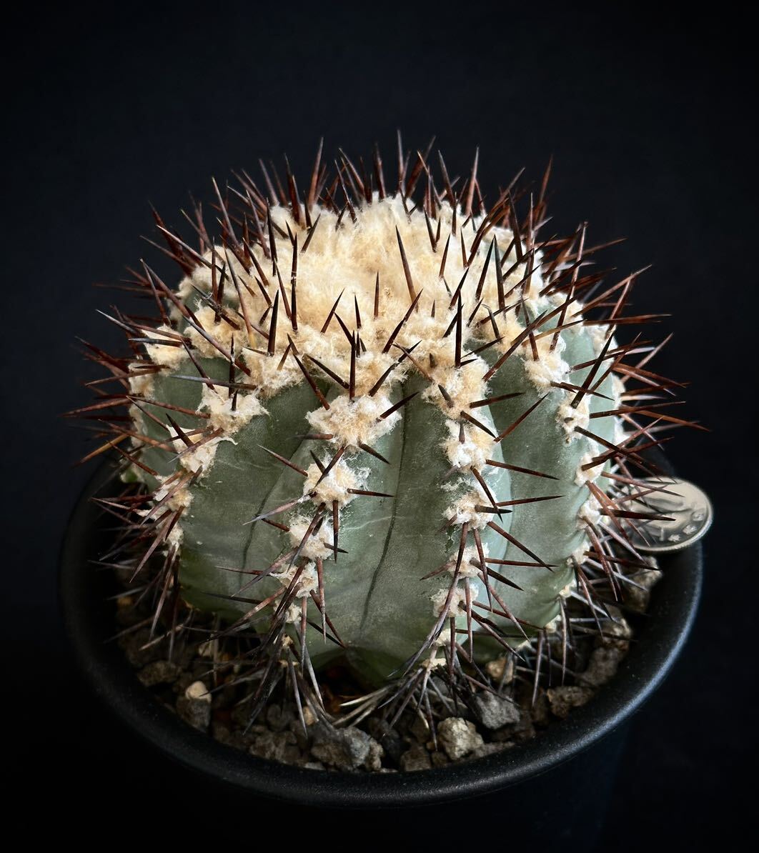 copiapoa