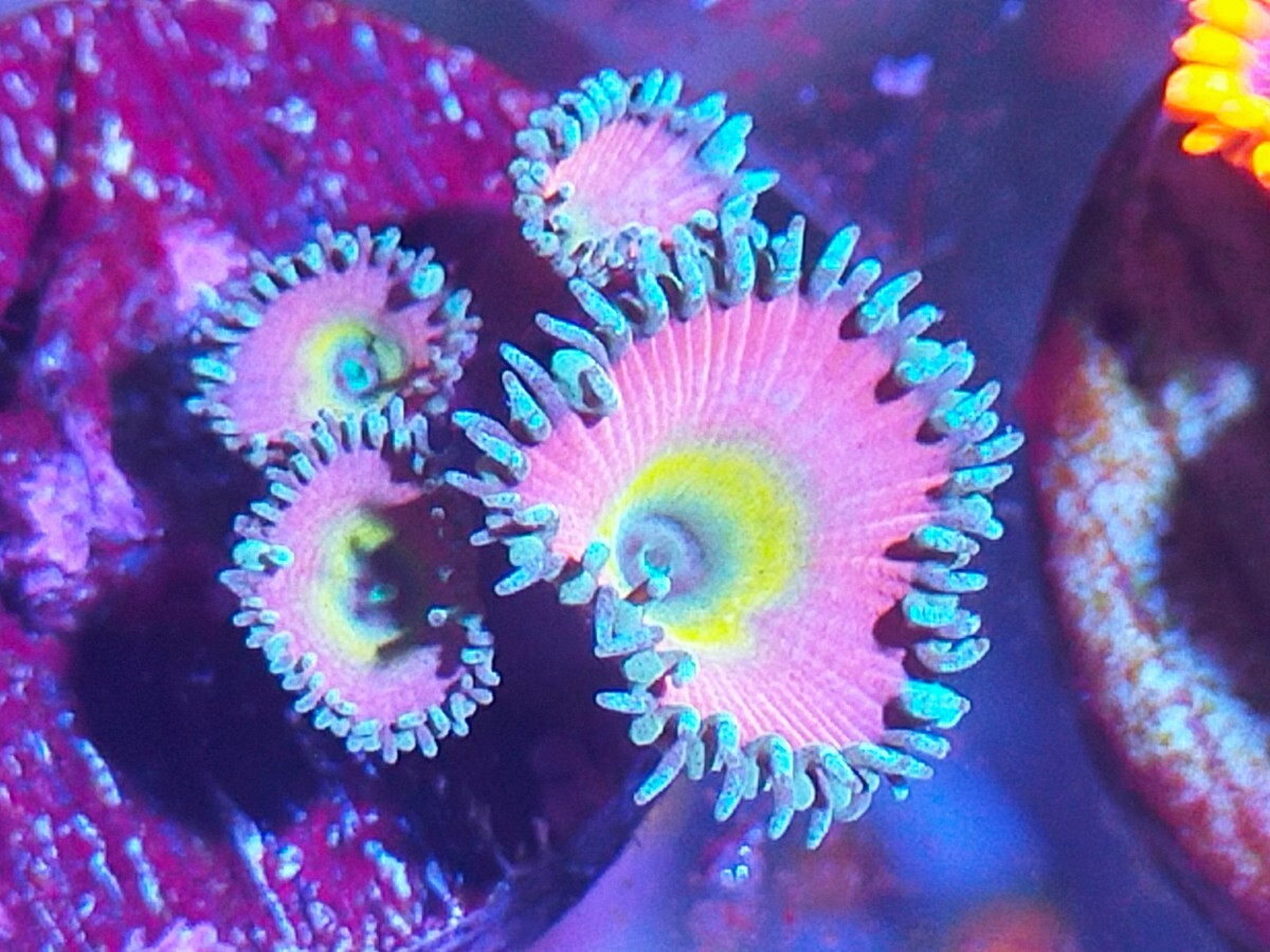 ☆USA☆ Mary Jane 1Polyp サンゴ マメスナ - 魚類、水生生物