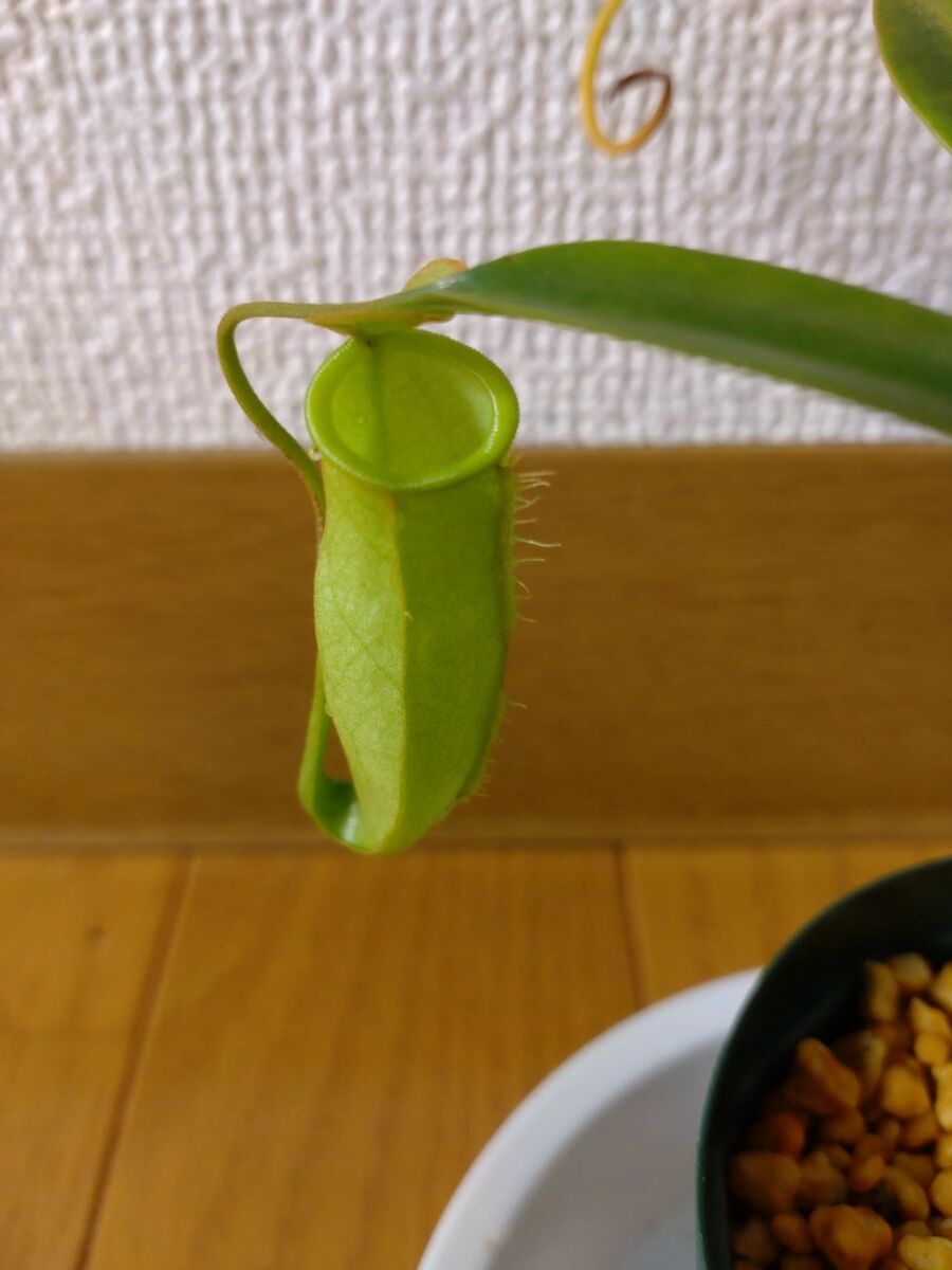 食虫 nepenthes ネペンテス