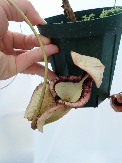 食虫 nepenthes ネペンテス