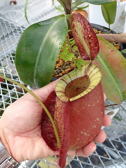 食虫 nepenthes ネペンテス