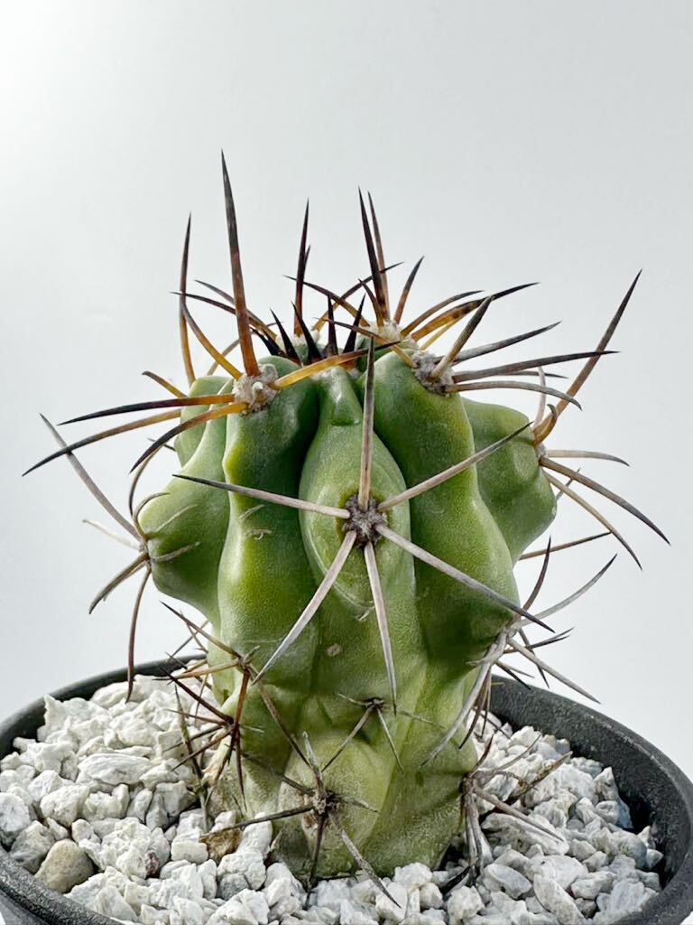 copiapoa