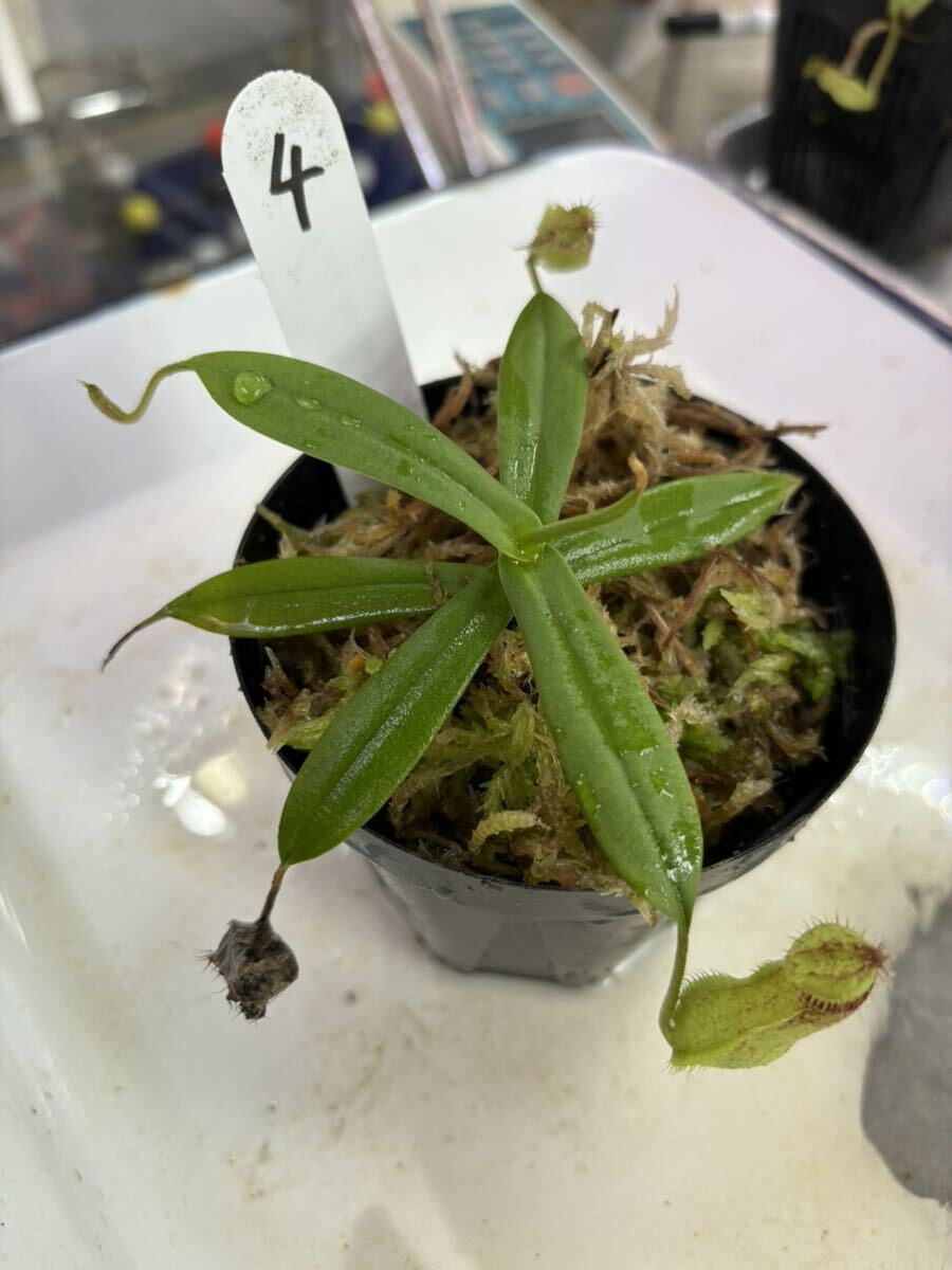 食虫 nepenthes ネペンテス