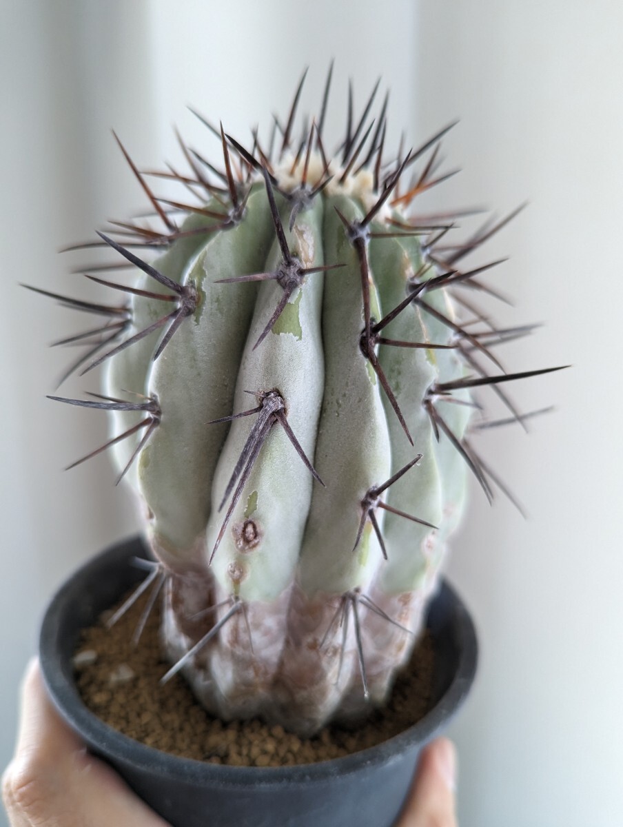 copiapoa