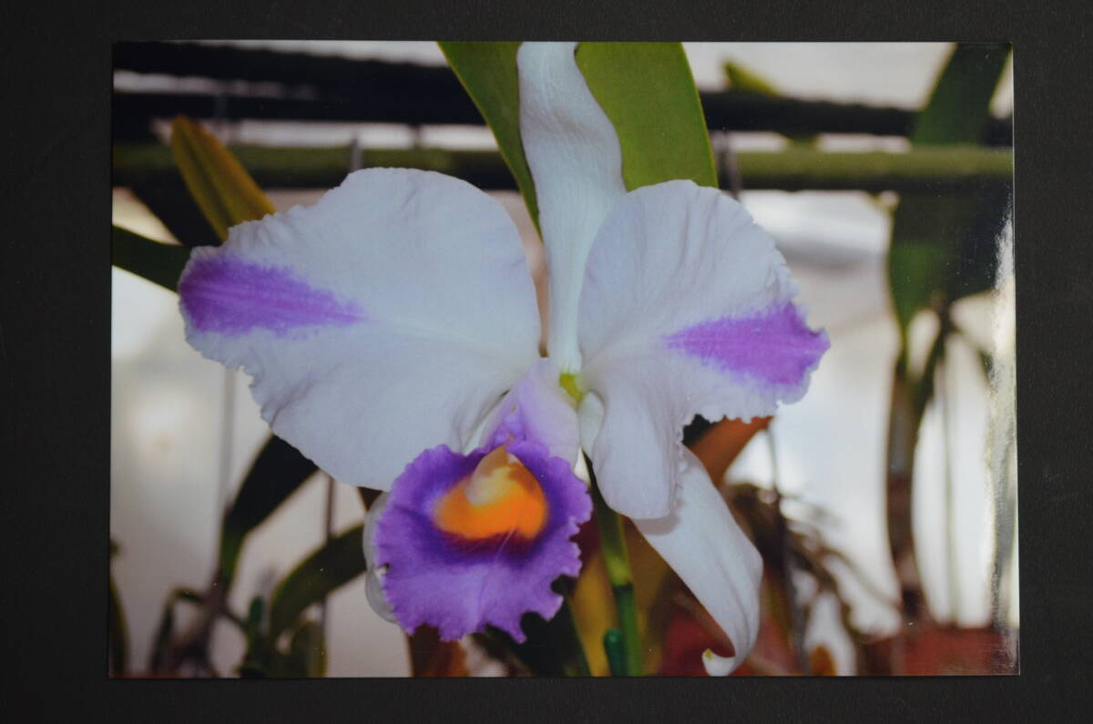 洋蘭 原種 カトレア TA11307 C. longipes = Laelia lucasiana(ラン)｜売買されたオークション情報、yahooの商品情報をアーカイブ公開  - オークファン（aucfan.com） | historycalroots.com