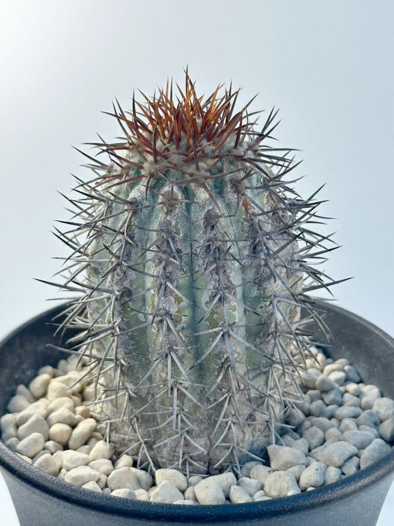 copiapoa