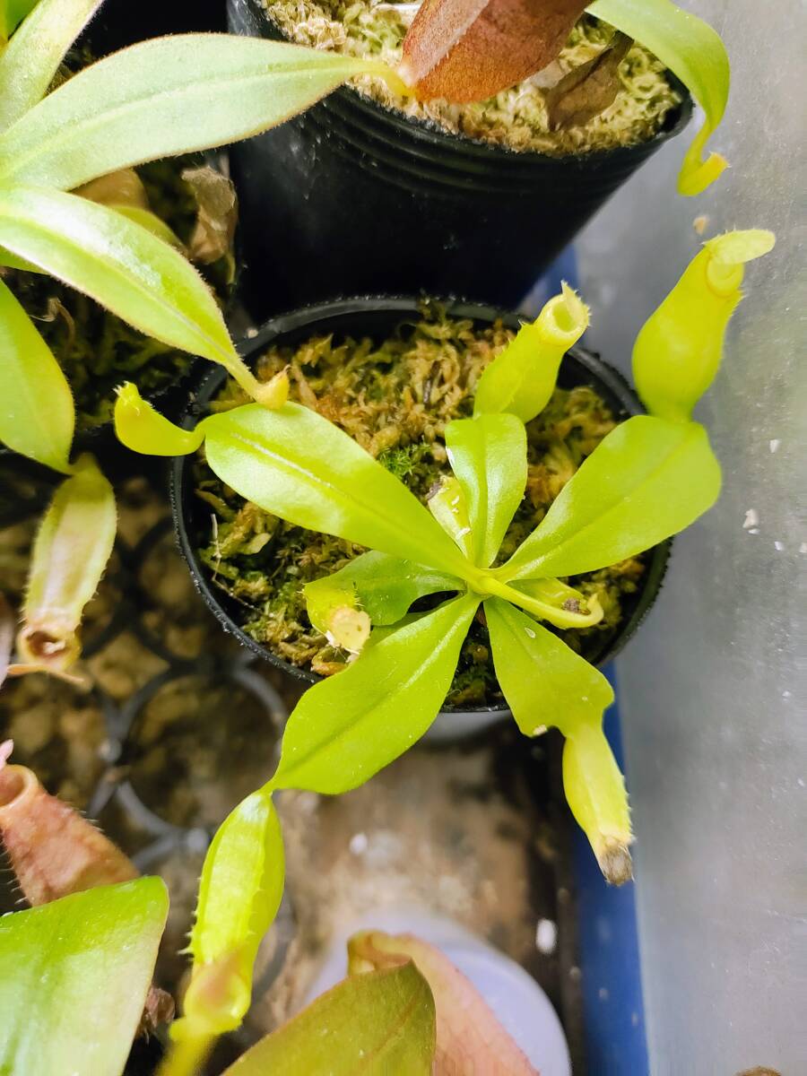 食虫 nepenthes ネペンテス