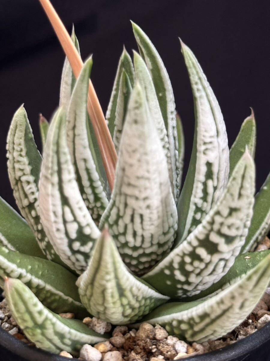 ☆☆万象錦×MS万象＊OM万象錦＊ハオルチア＊錦☆☆ 多肉植物：ハオルチア 鮮明黄色斑 万象錦*幅7.5cm 現品 一品