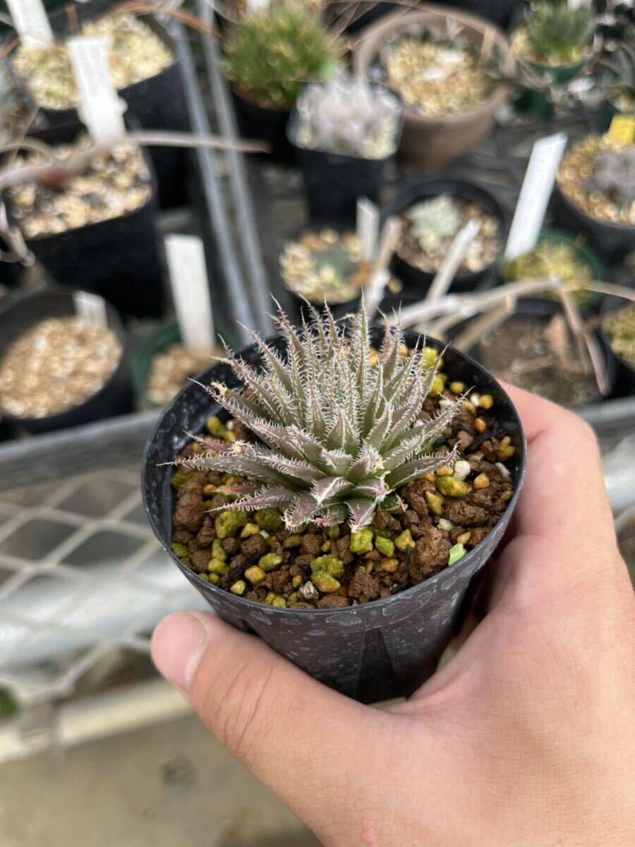 ハオルチア haworthia