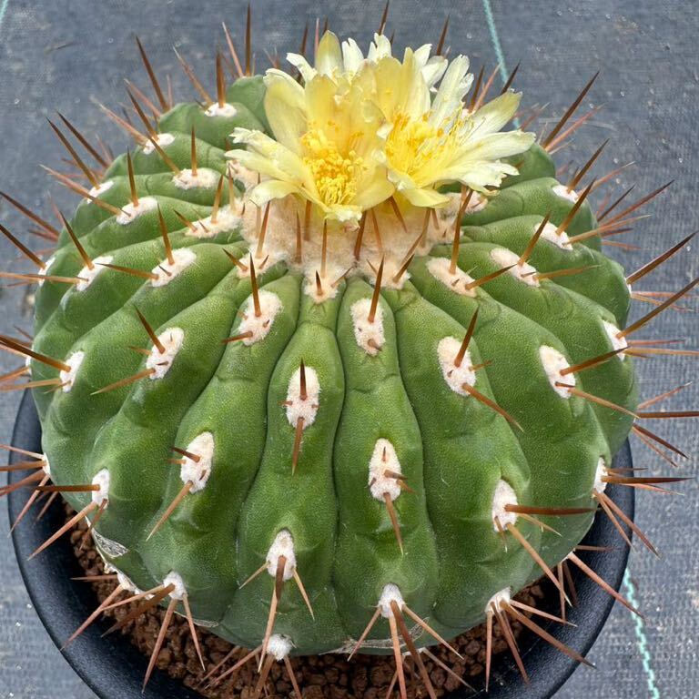 ④ Copiapoa fusca コピアポア フスカ 新種2016記載 斧守火 検索 @Leafy works 黒王丸 - 観葉植物