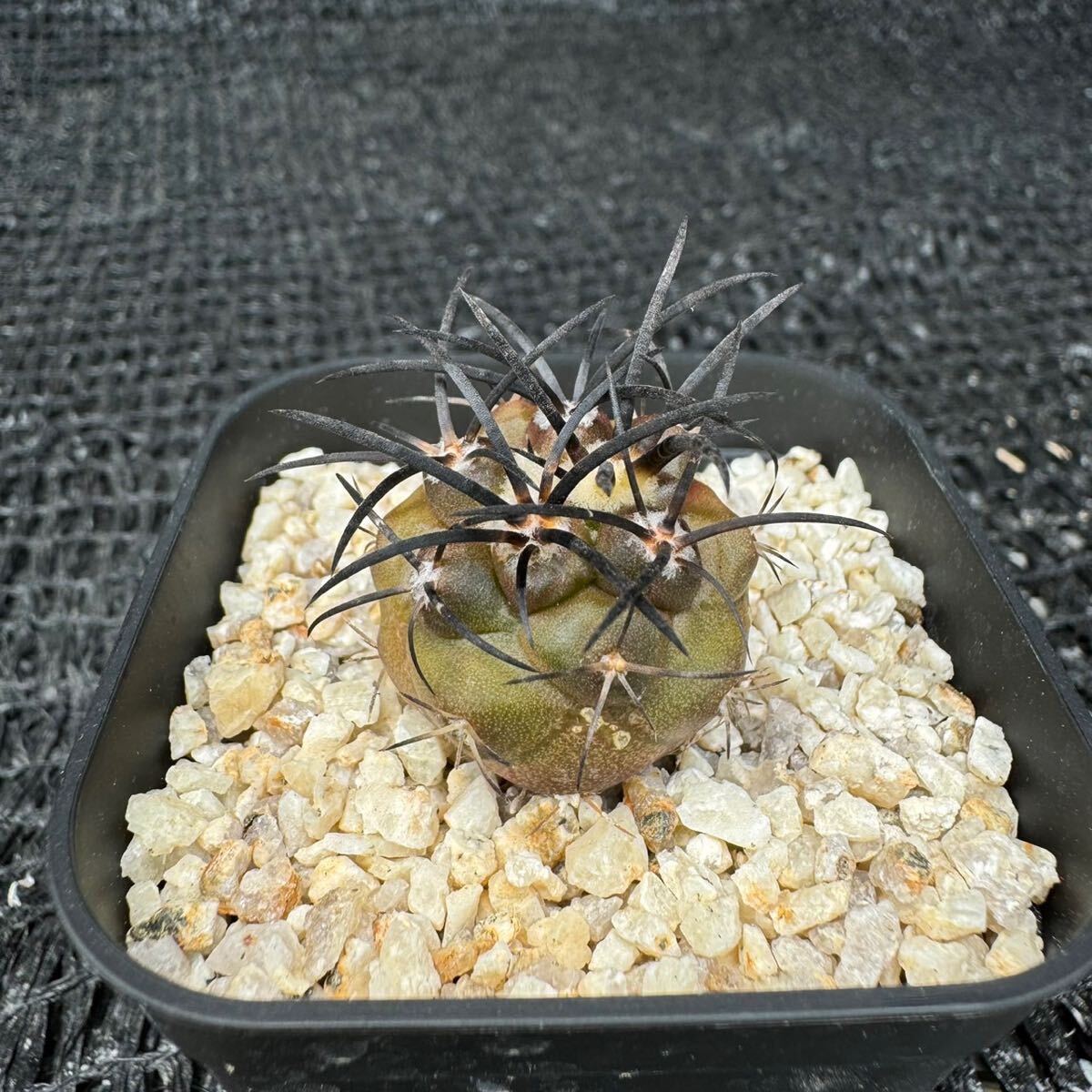 copiapoa