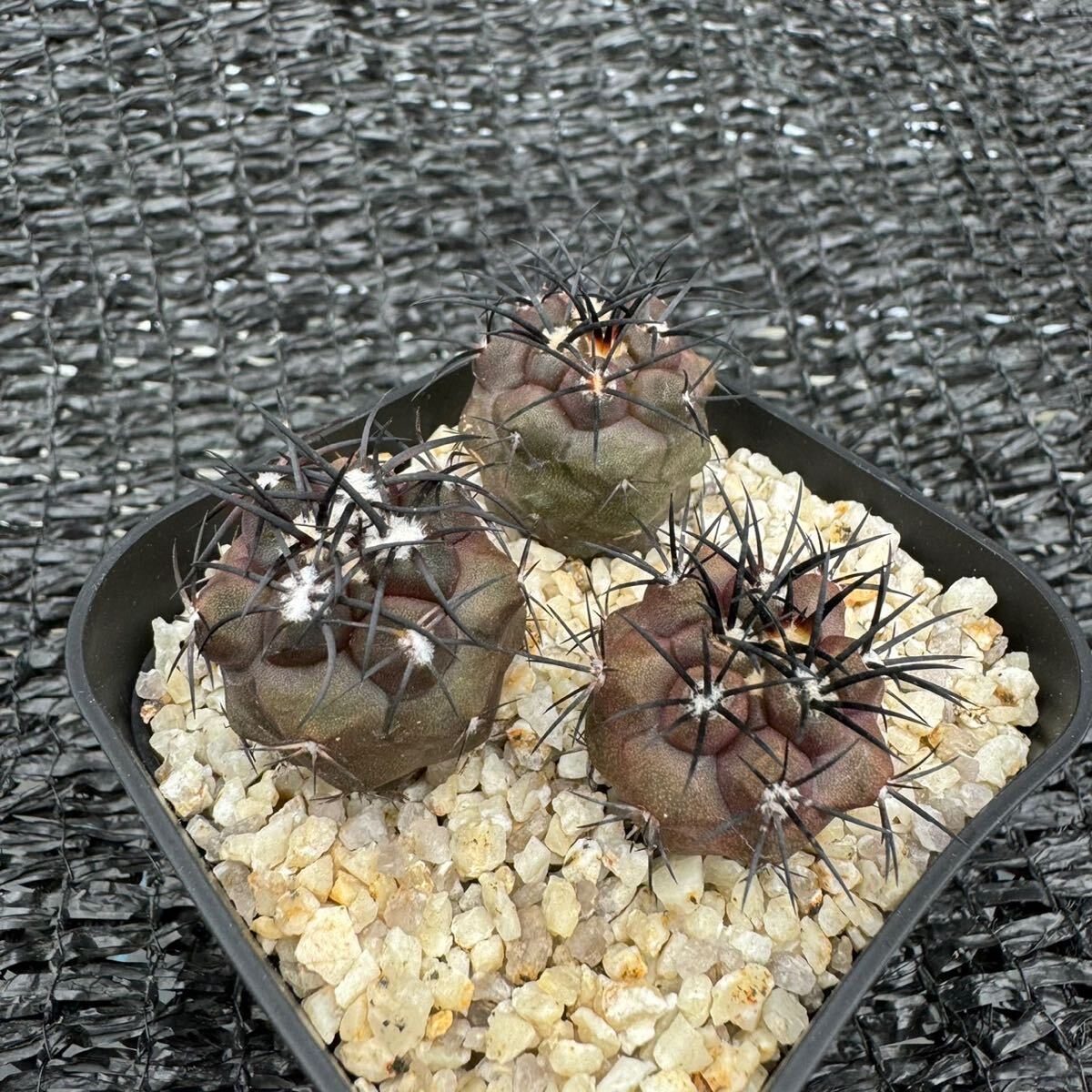 copiapoa