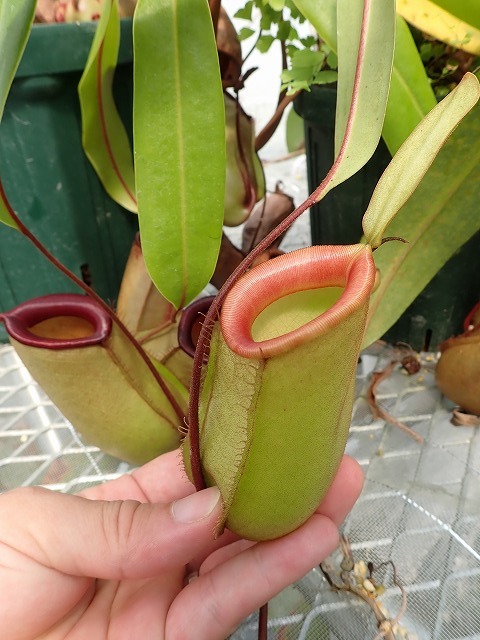 nepenthes 食虫植物