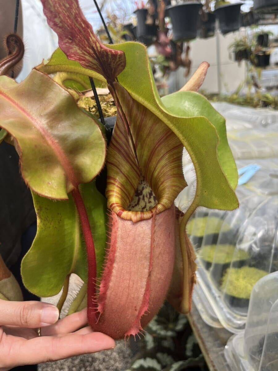 ネペンテス 食虫植物