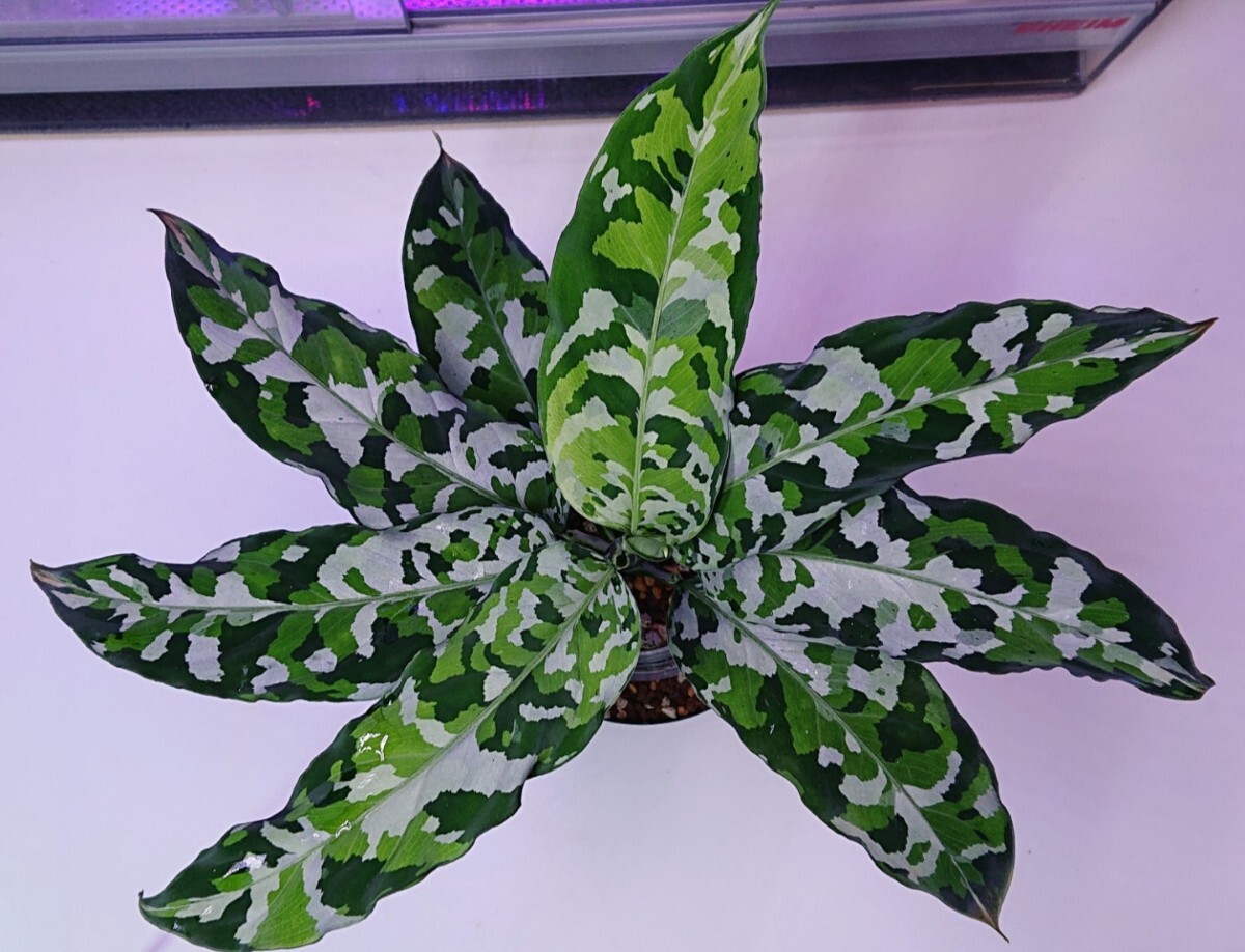 aglaonema アグラオネマ