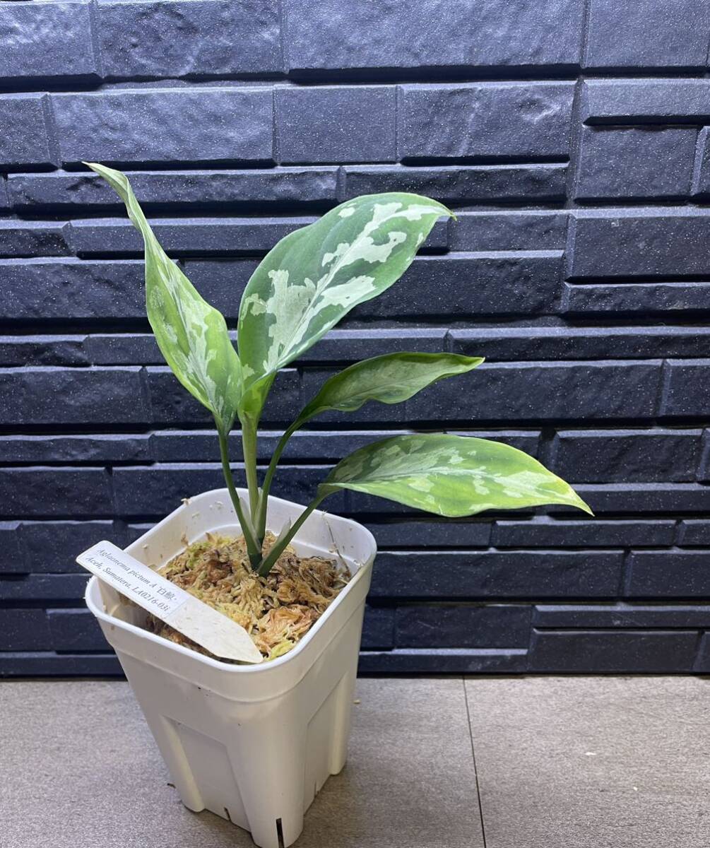 aglaonema アグラオネマ