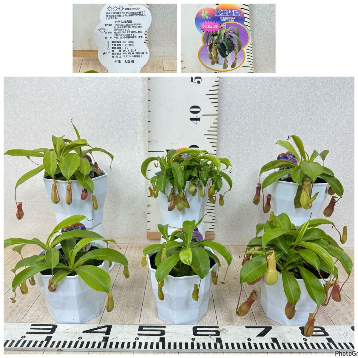 Результаты поиска для «食虫 nepenthes ネペンテス» /【Buyee】