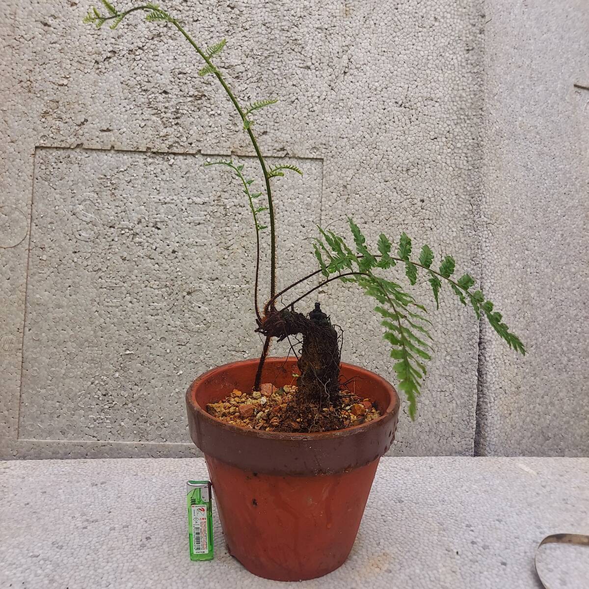 シダ植物