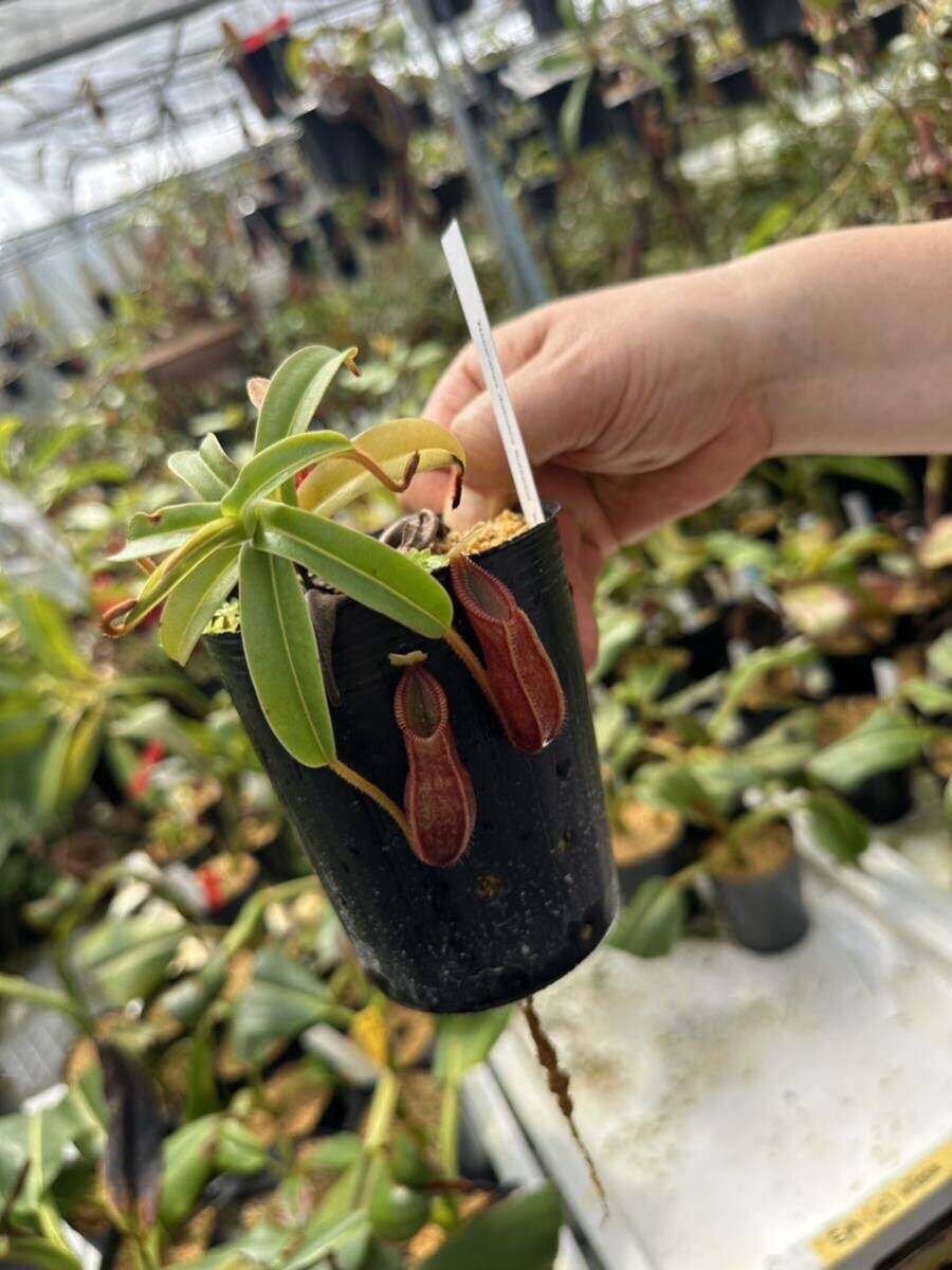 Результаты поиска для «食虫 nepenthes ネペンテス» /【Buyee】