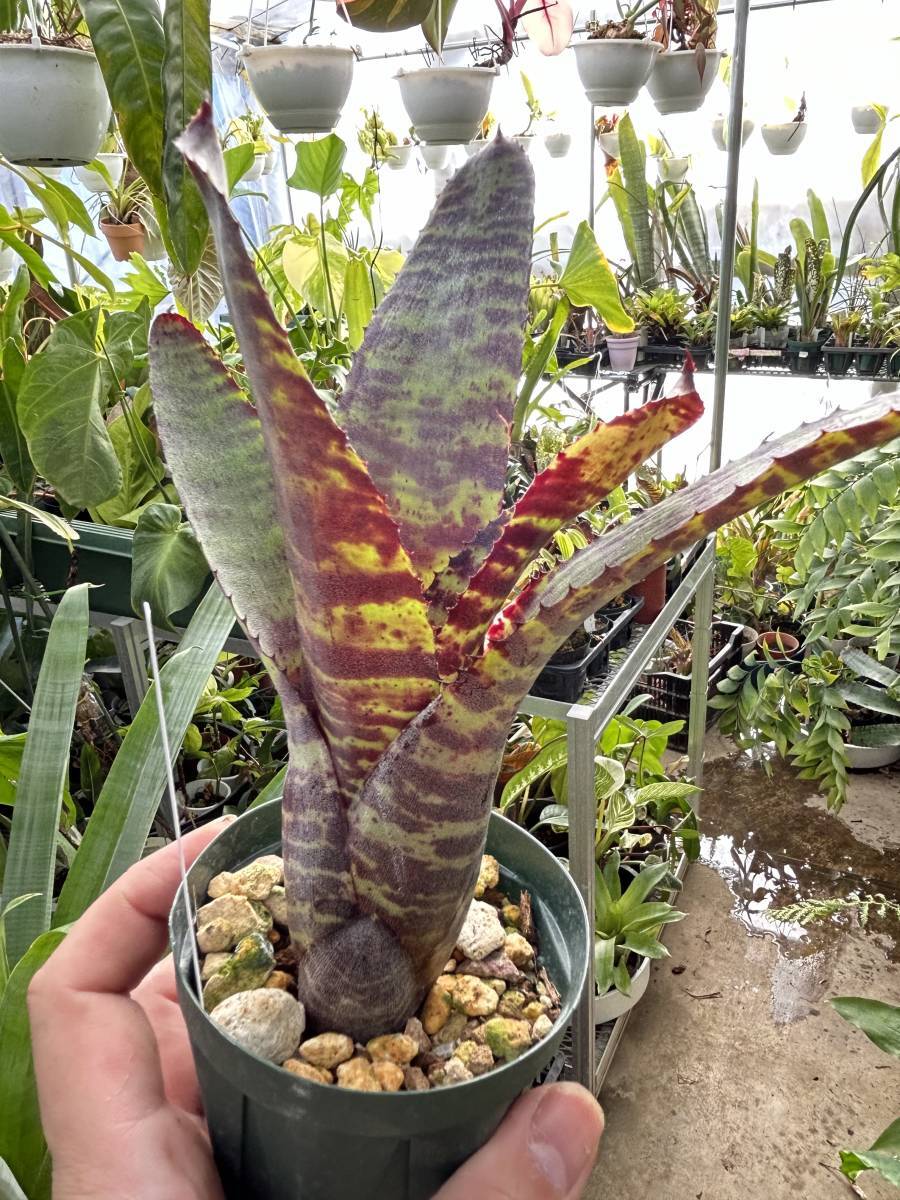 neoregelia