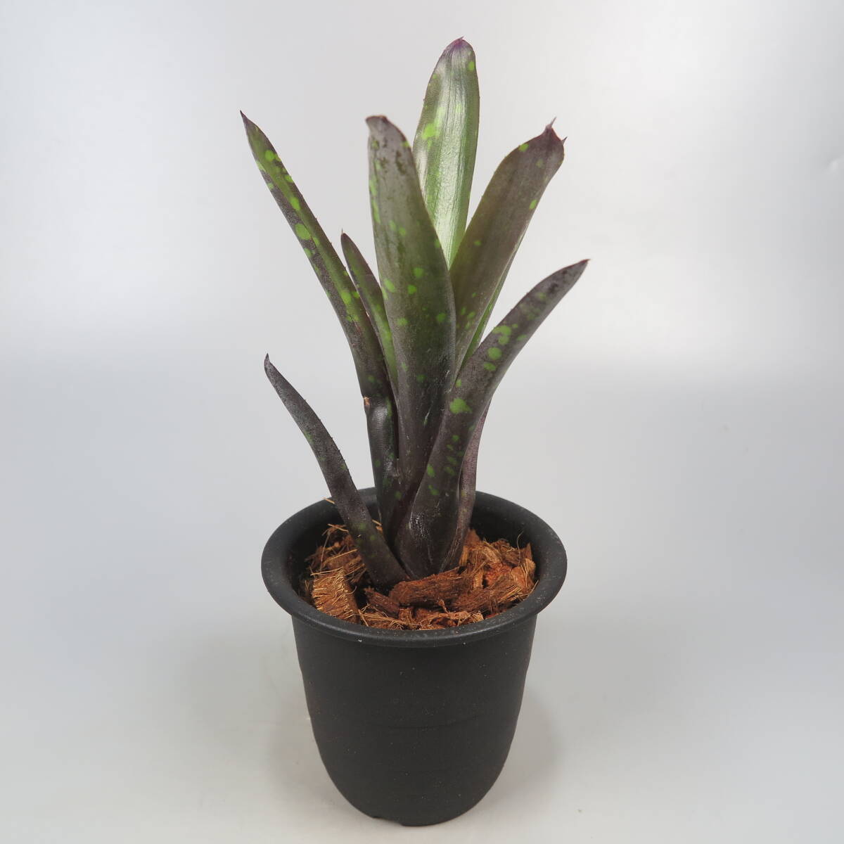 neoregelia