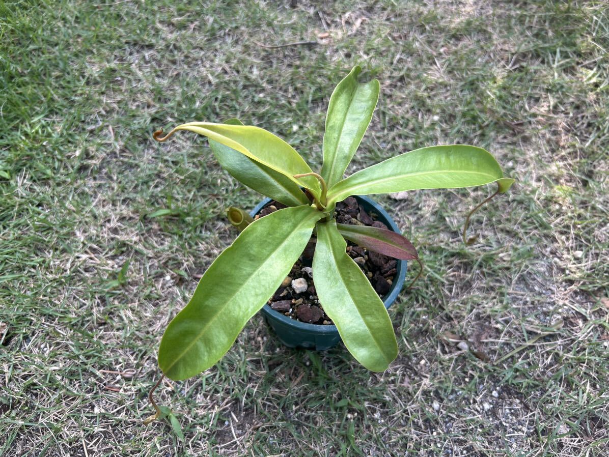 nepenthes 食虫植物