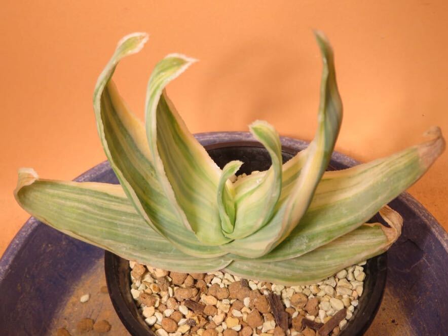 Aloe irafensis Lavranos Yemen アロエ イラフェンシス イエメン原産 アラビア イエメンの国花 実生株 希少アロエ選抜株  購入