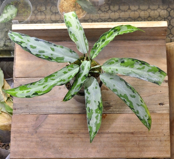 aglaonema アグラオネマ