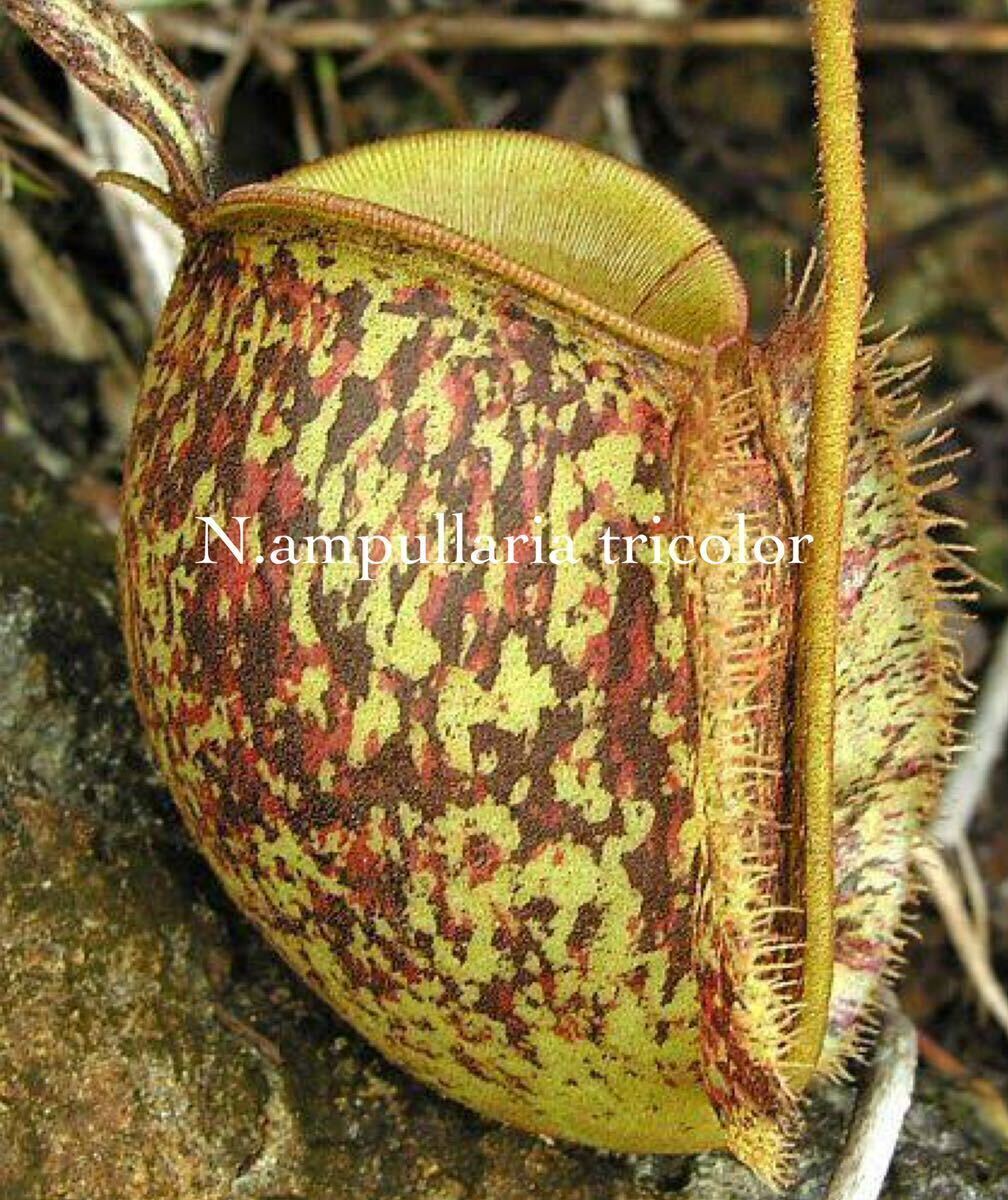 nepenthes 食虫植物