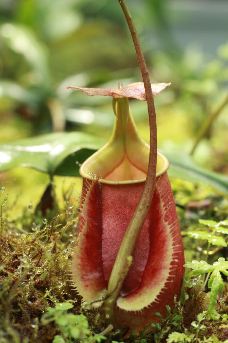 ネペンテス 食虫植物