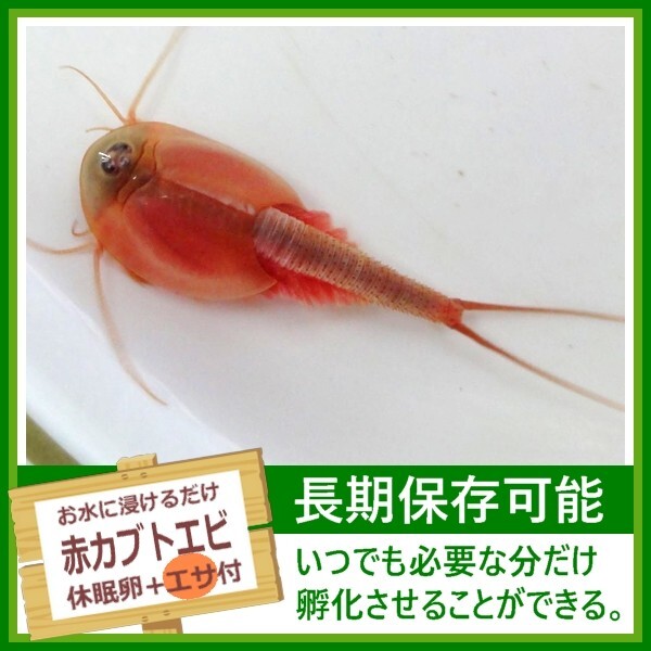 カブトエビ卵