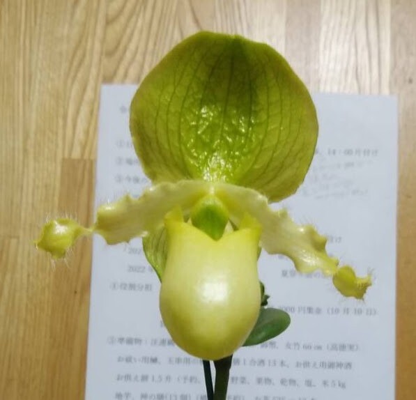 Paph